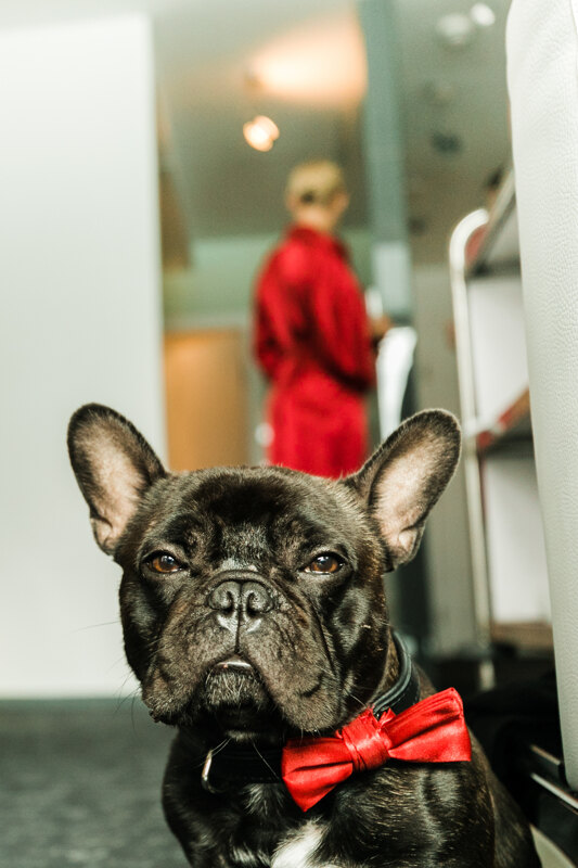 Wedding photography portfolio in Italy: Portrait of a dog with a red butterfly collar around his neck